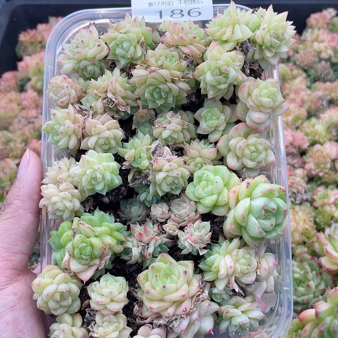 云糖心多肉植物186