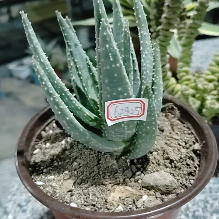 别*潮流植物芦荟二岐 62905