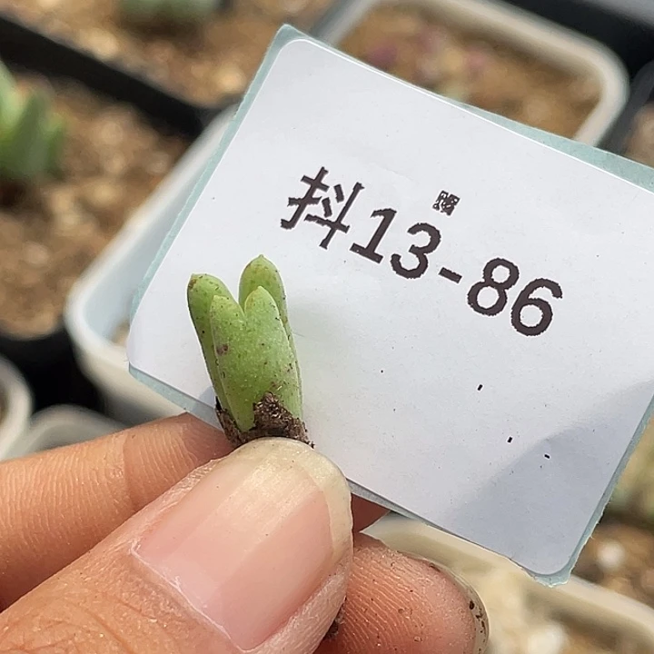 l***.13-86肉锥多肉植物