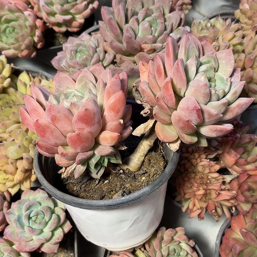 多肉植物啦啦啦啦啦啦