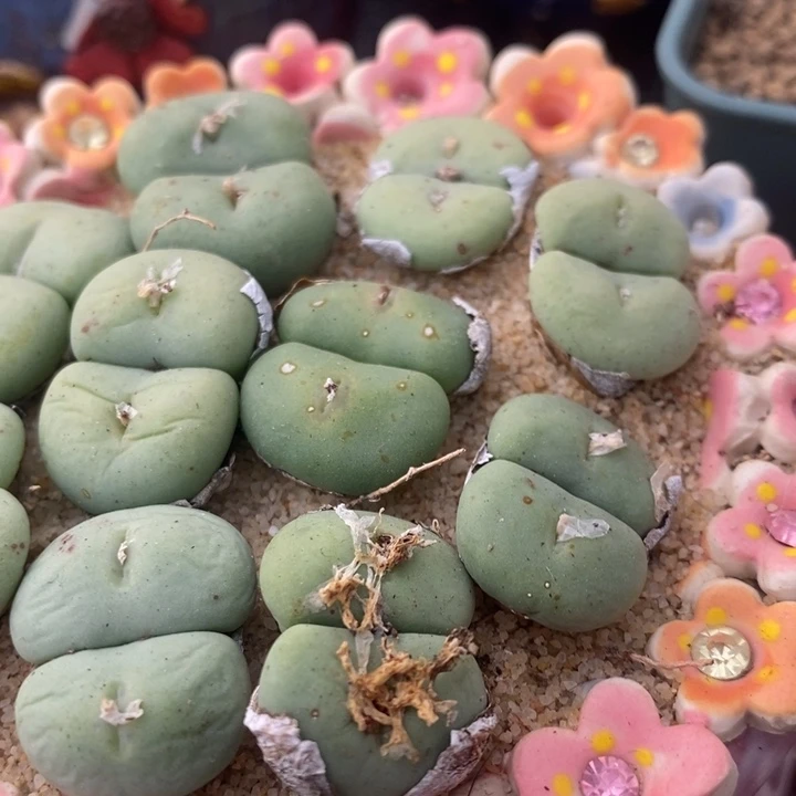 大型紫花饼双头一颗买1颗送1