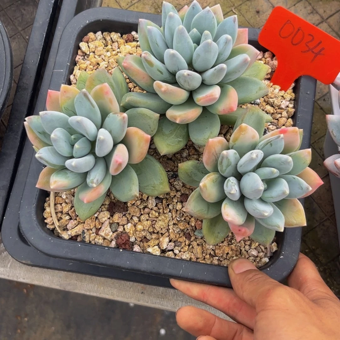 0034下午多肉植物群生