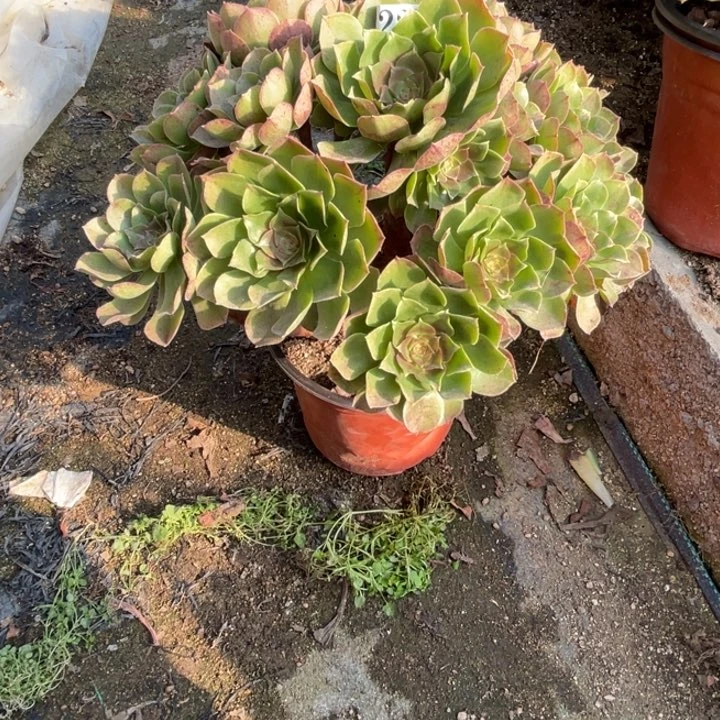 227号万圣节多肉植物