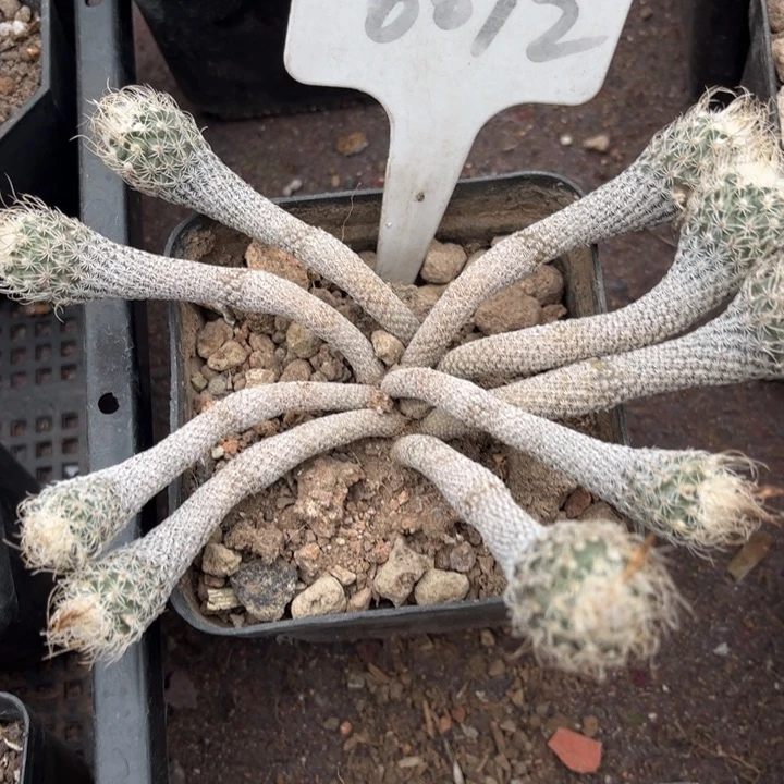 三**物6012迷你牧师好养皮实