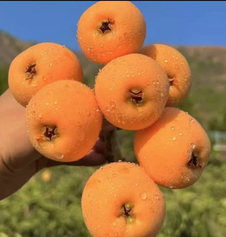 四川文宫正品大五星当季米易孕妇枇杷新鲜水果现摘现发