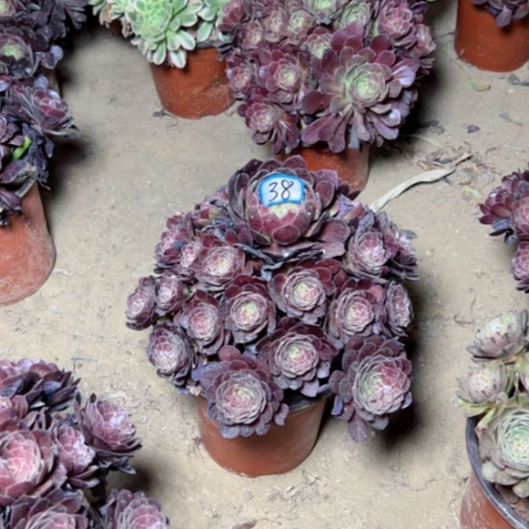【闪购商品】多肉植物黑魔38