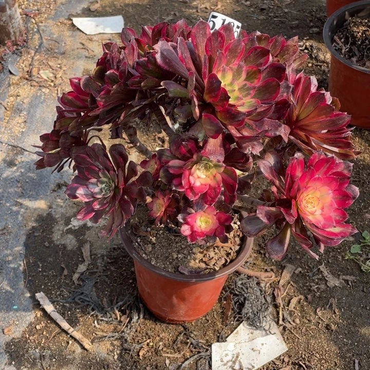 185号烟花多肉植物