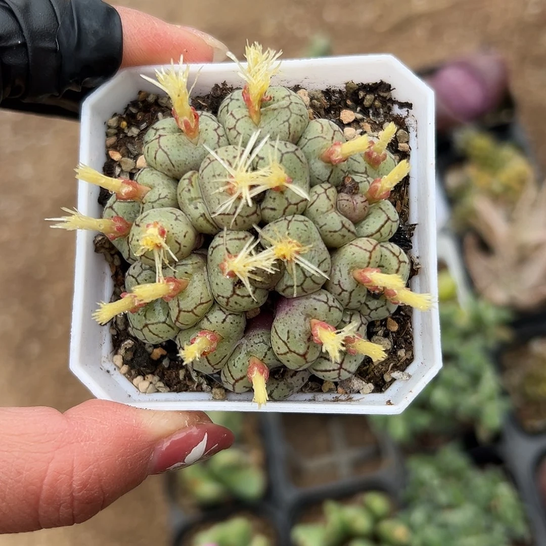 多肉植物安贞群生