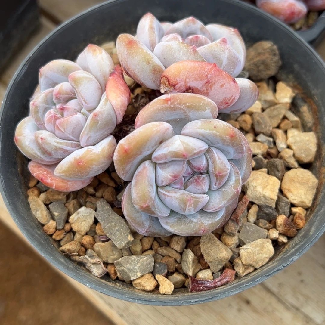 节日快乐哈哈哈哈哈哈