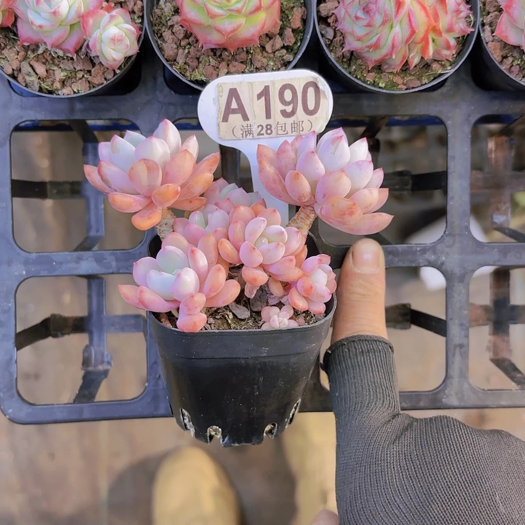 S**oA190白鹿一物一拍