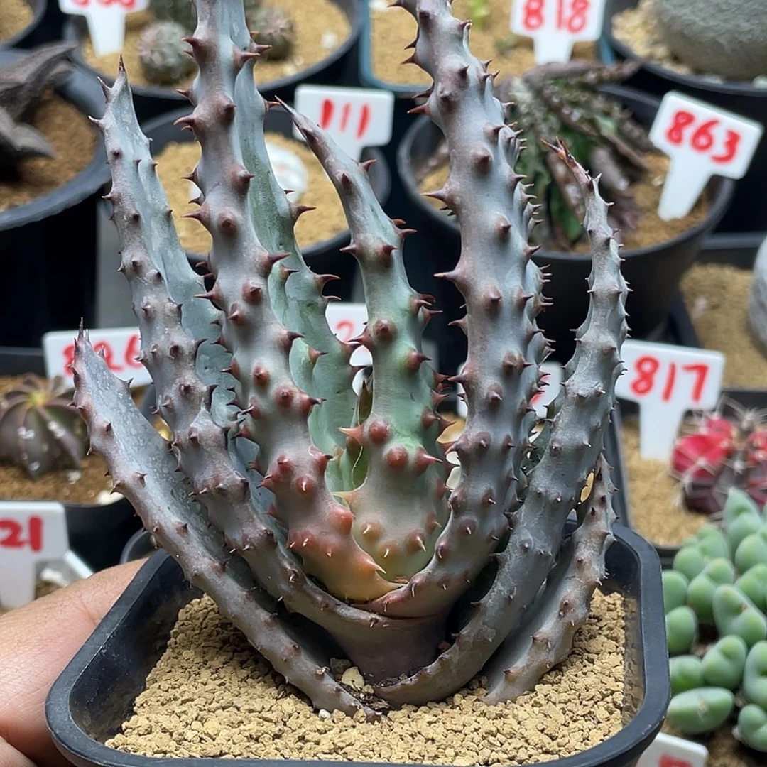 实生强刺鬼切芦荟