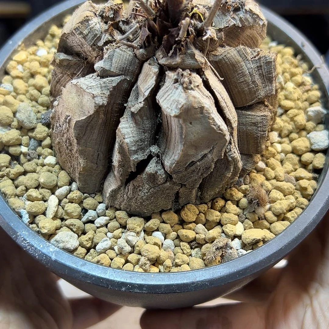 晚1号南非龟甲龙带盆8.3公分