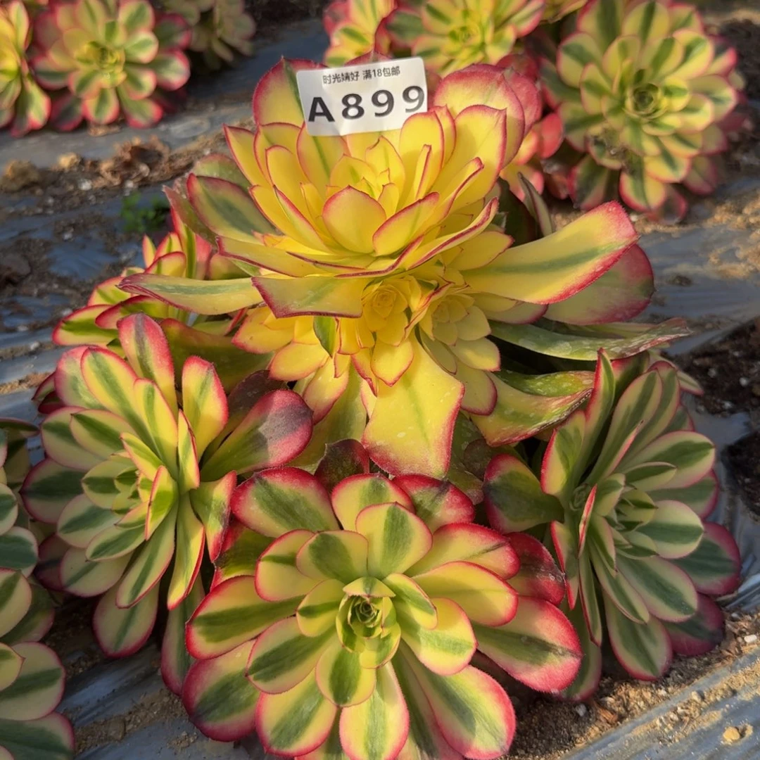 899荔枝。多肉植物