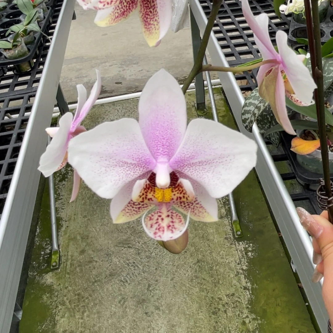 大部分开放少量花苞嫩粉西交白史