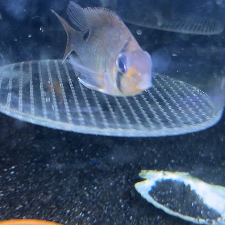 慈鲷竞拍9-10圣塔伦月亮1只