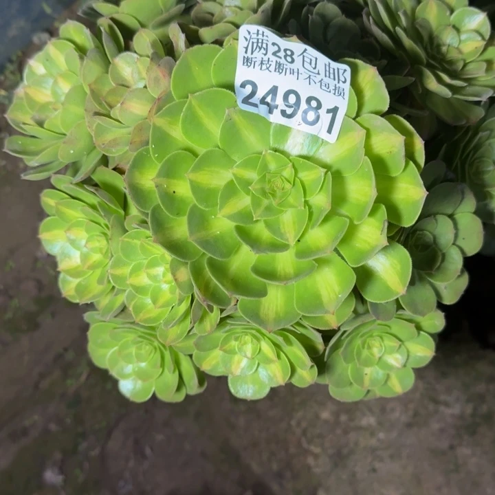 24981南抹茶多肉植物