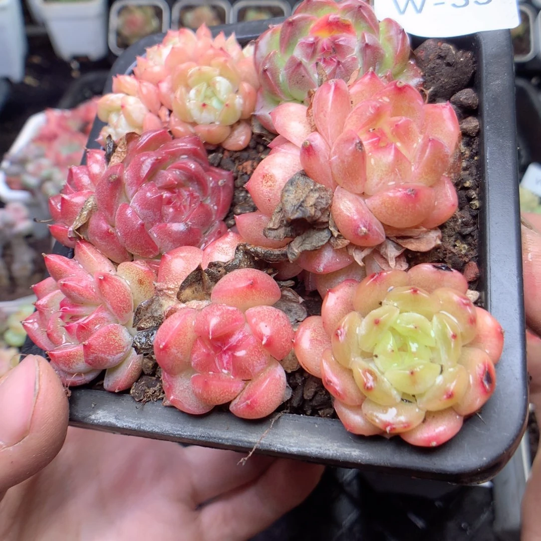 无花朵W33uuyyyyyyy
