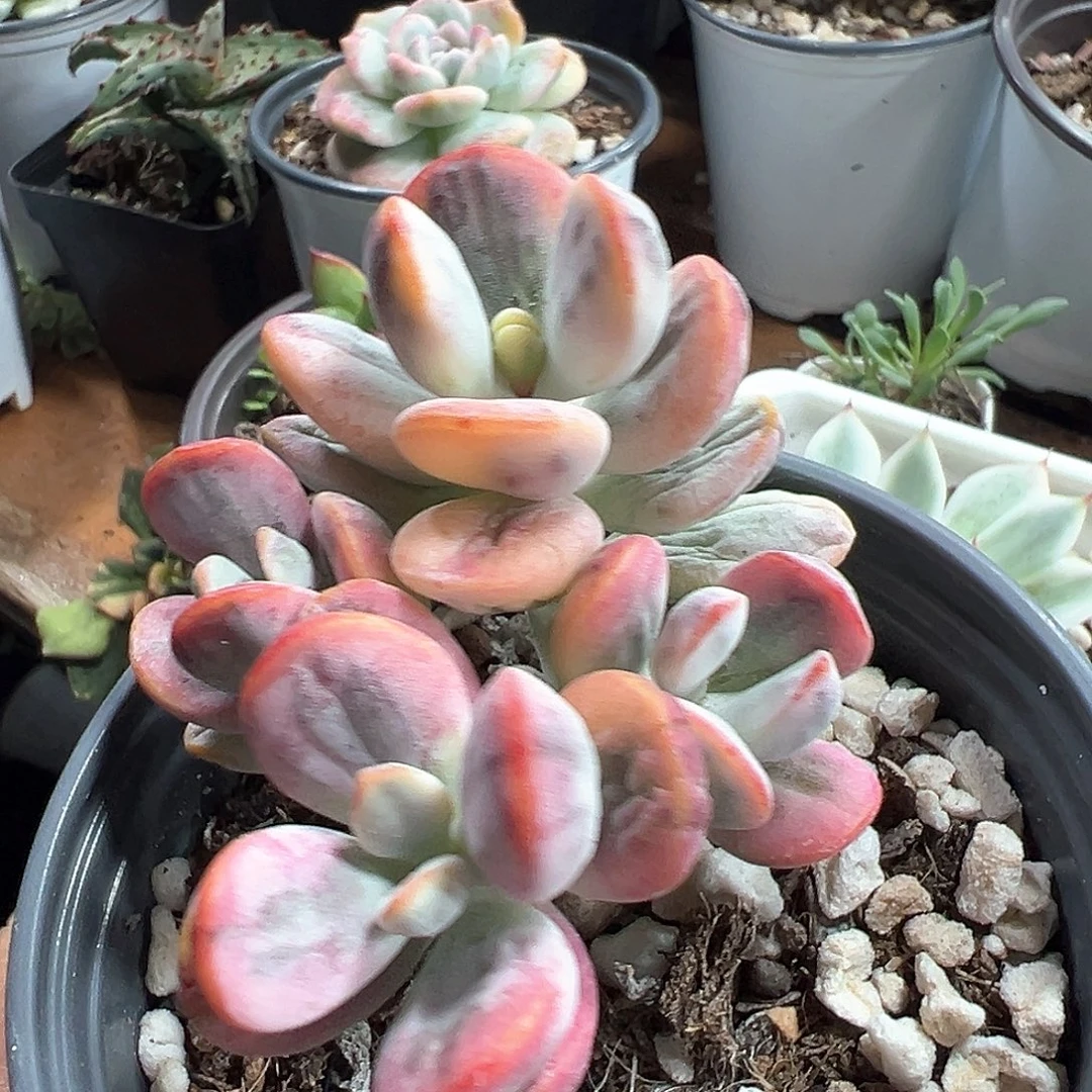 无娘锦有砍群 小方花圃一物一拍