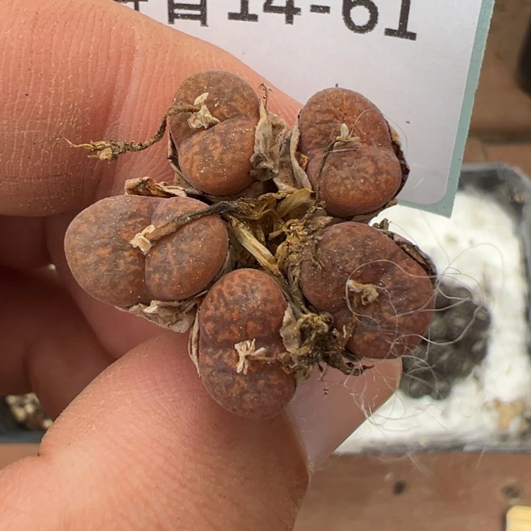 14-61肉锥多肉植物，