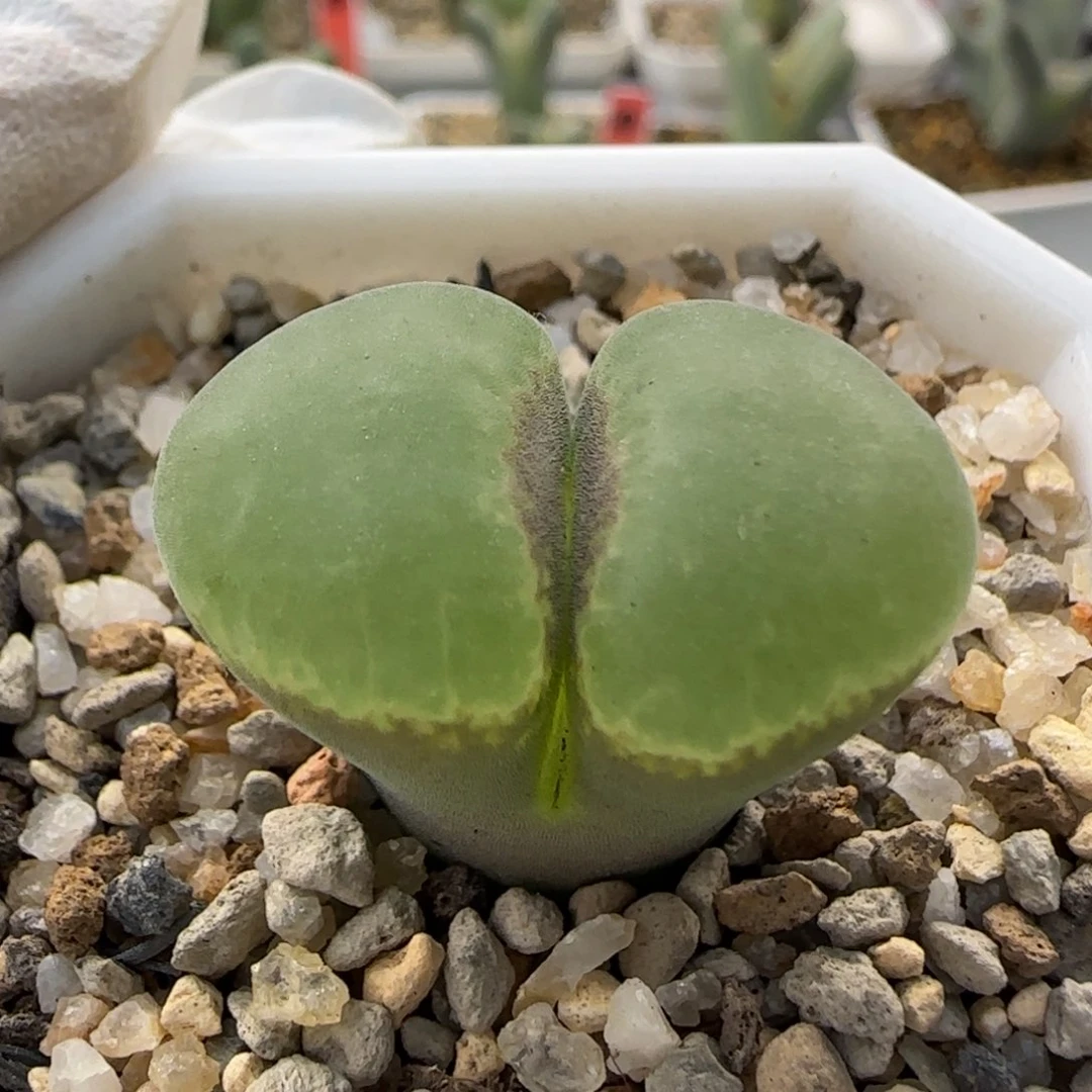 ****^12-28-当天满38包邮2.5cm风铃脱土