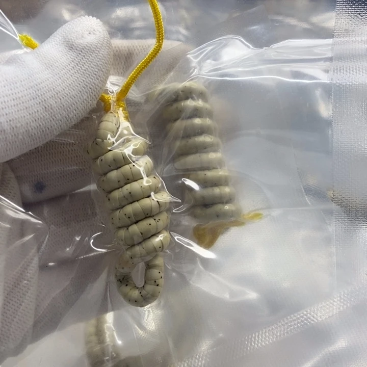 手串星月菩提愚*大肠