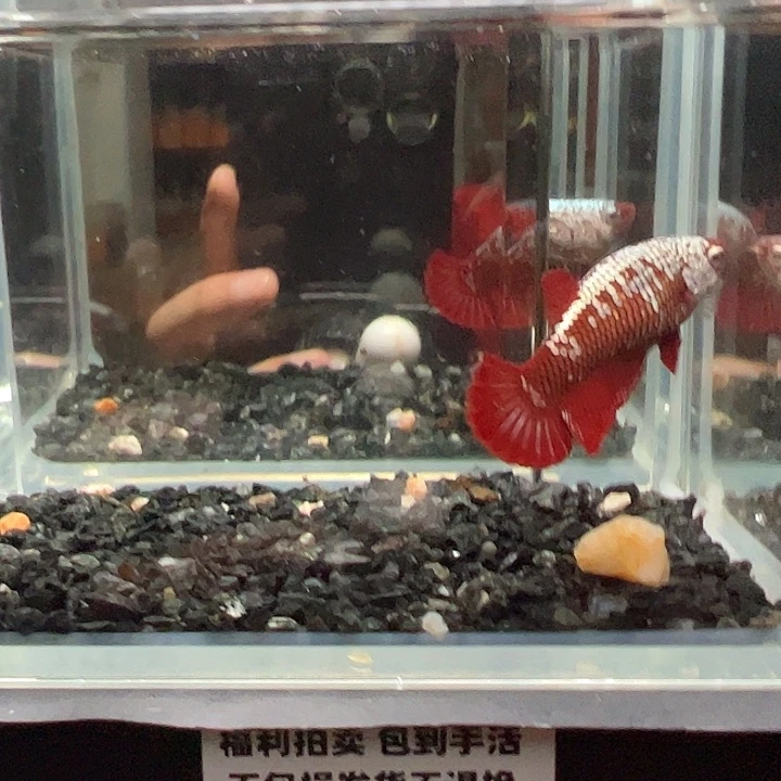 斗鱼一单包邮14日母鱼