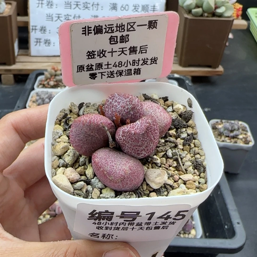 145夏娃多肉植物