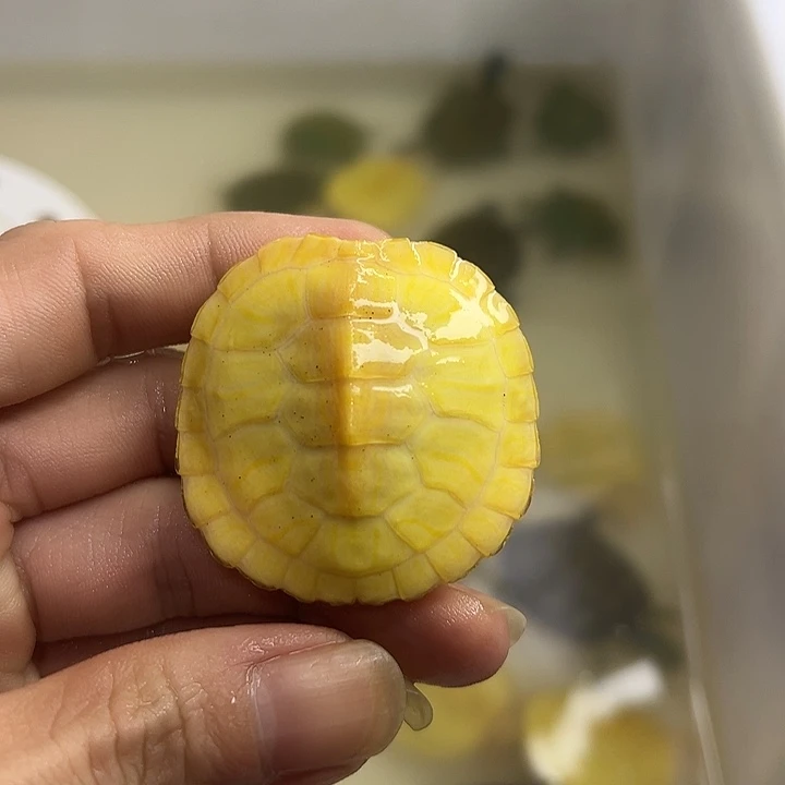 不分公母巴西彩龟
