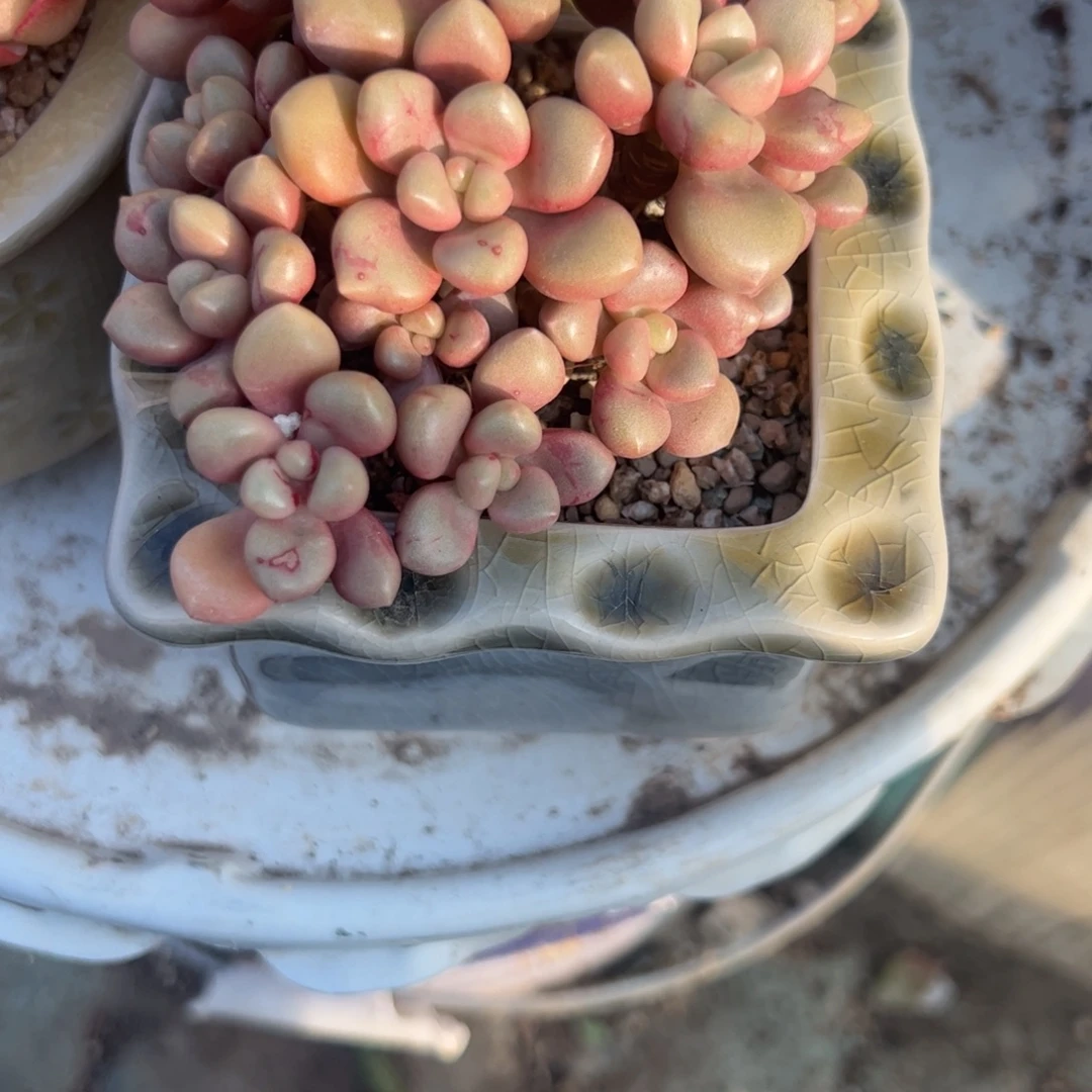 暖***心先锋派带方口灰色并列盆