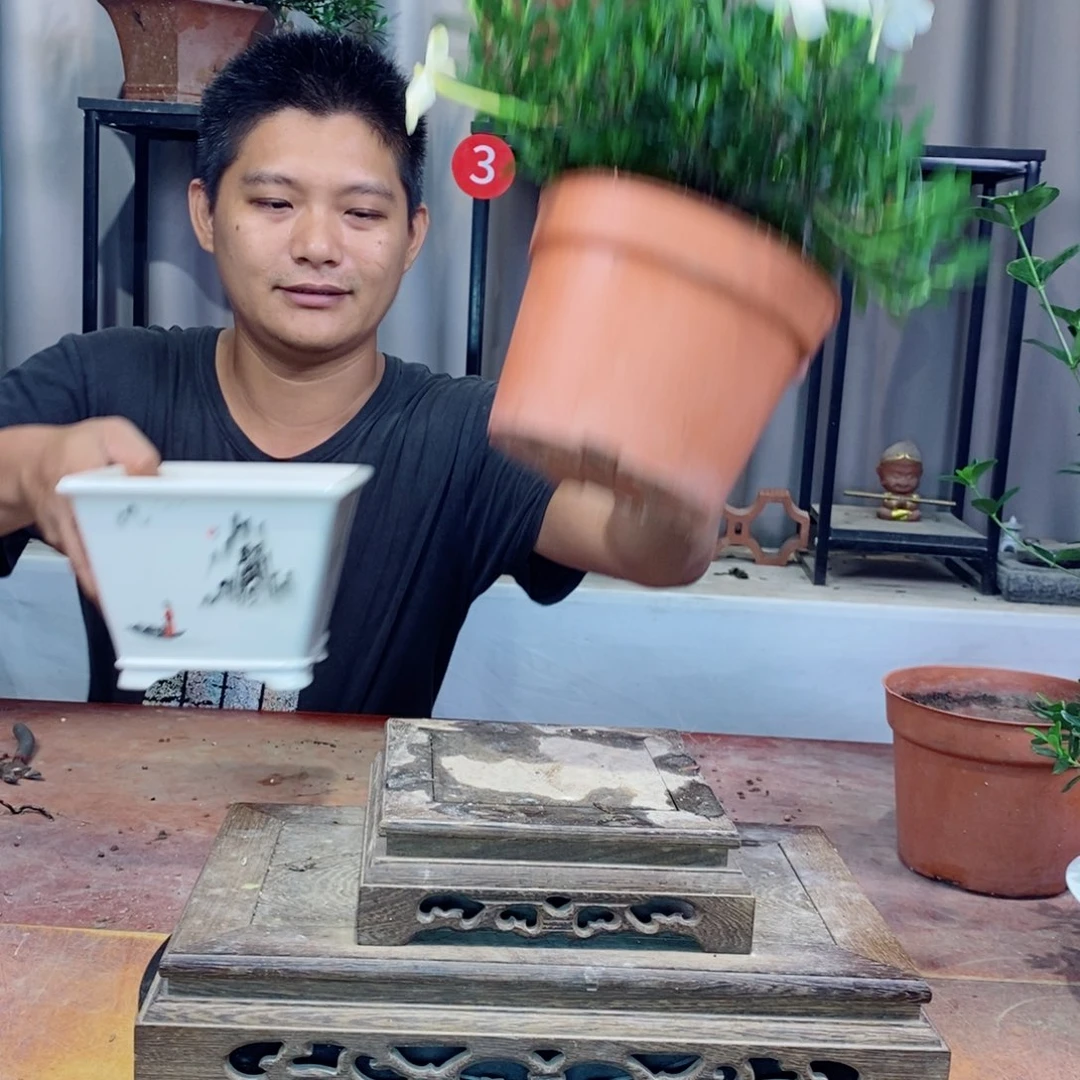 以实际为准栀子花