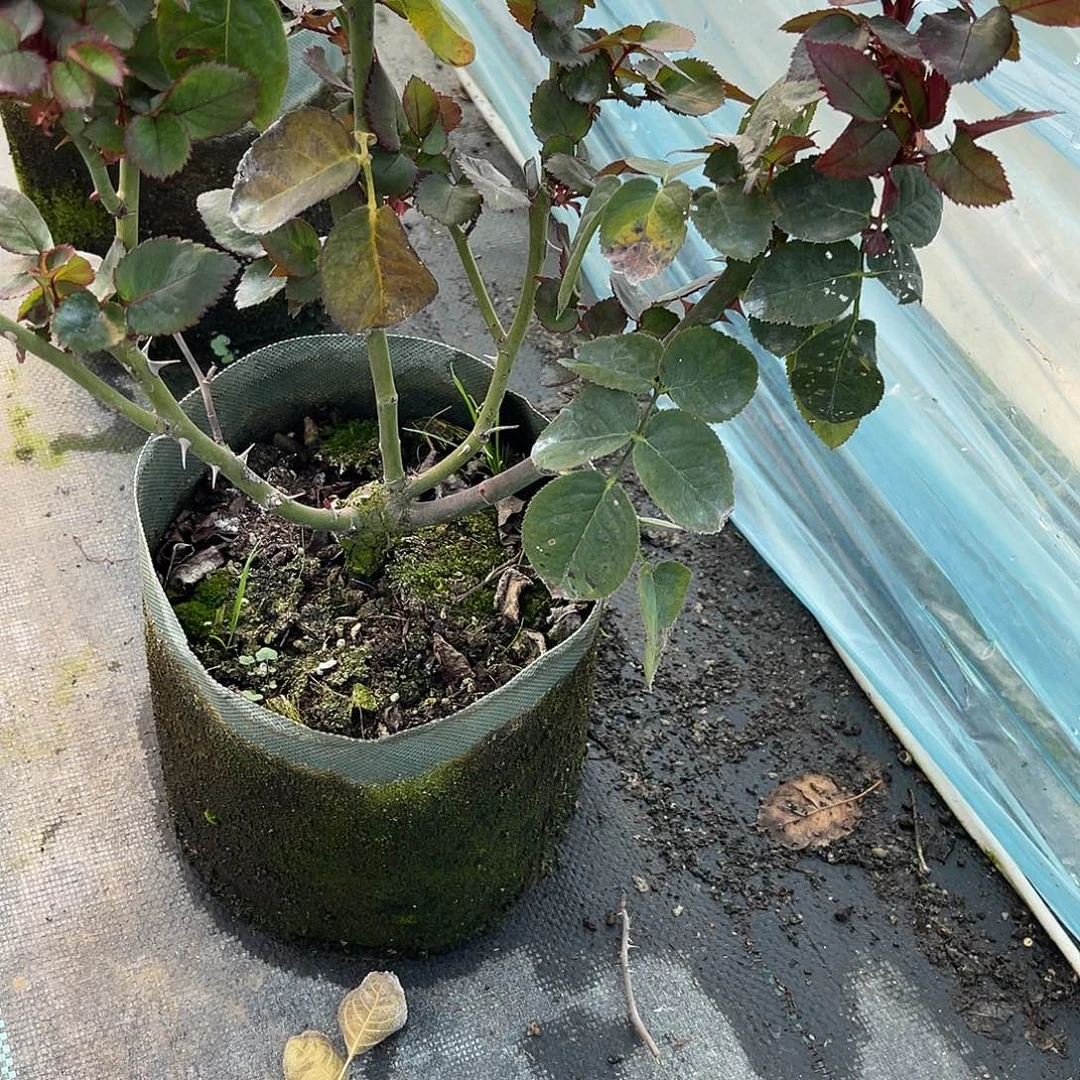 无花朵————奇幻迷踪 福利款