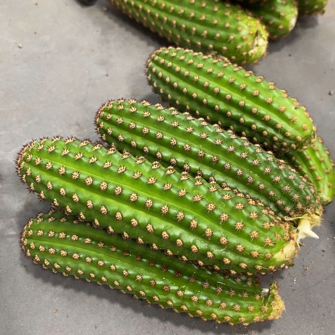 进口金妞金1侧芽一个