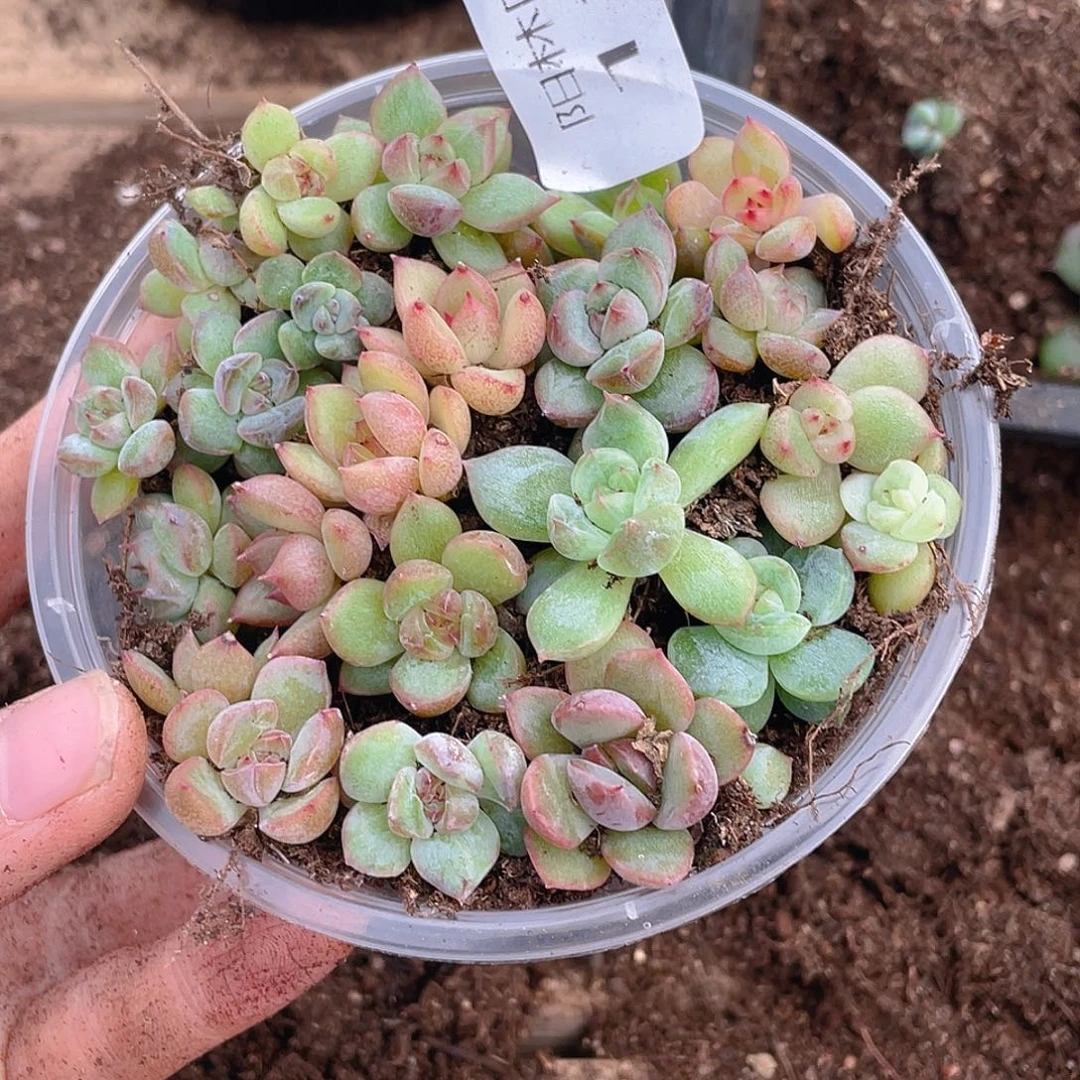 多肉植物多肉植物116