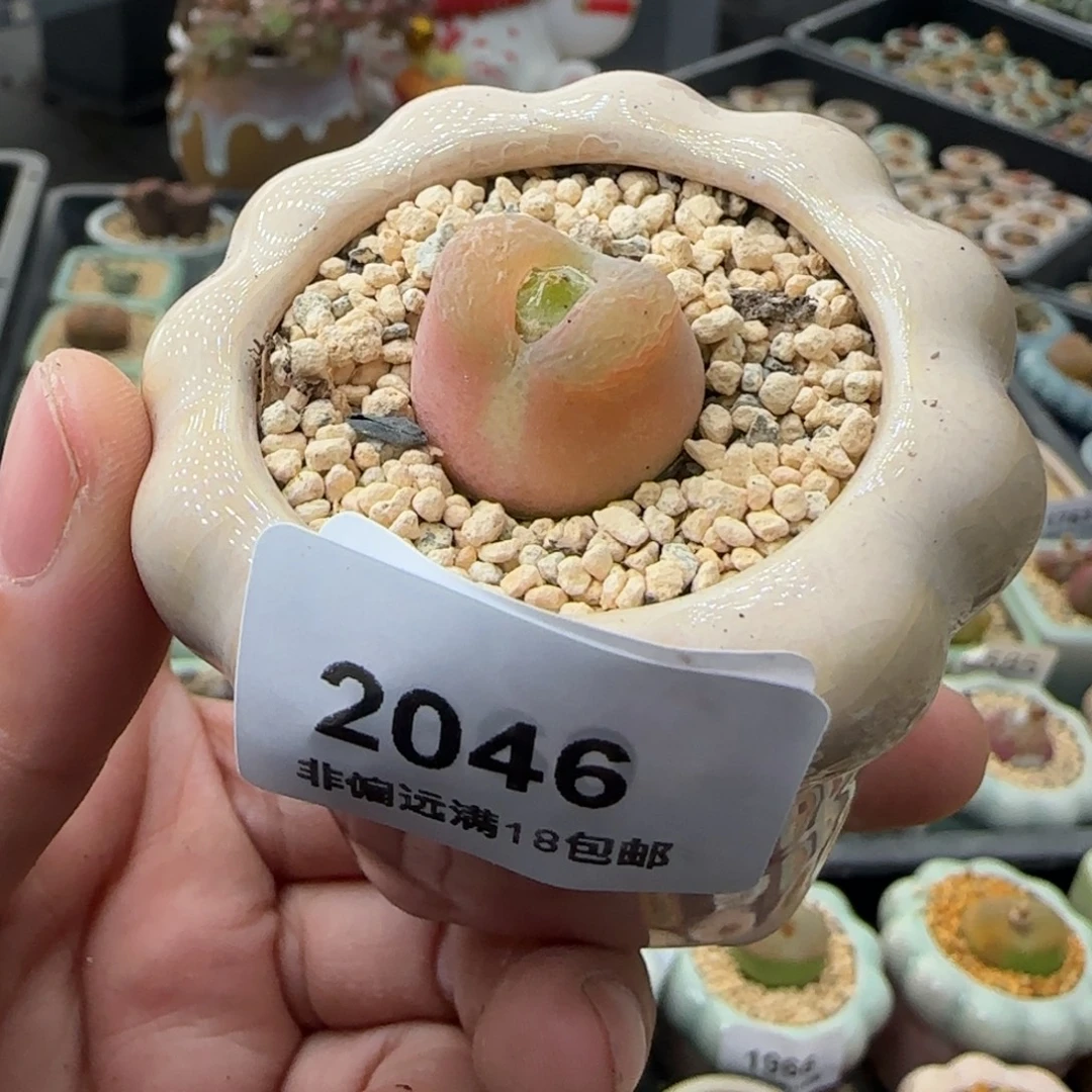 2046 -一物一拍 带盆 O泡