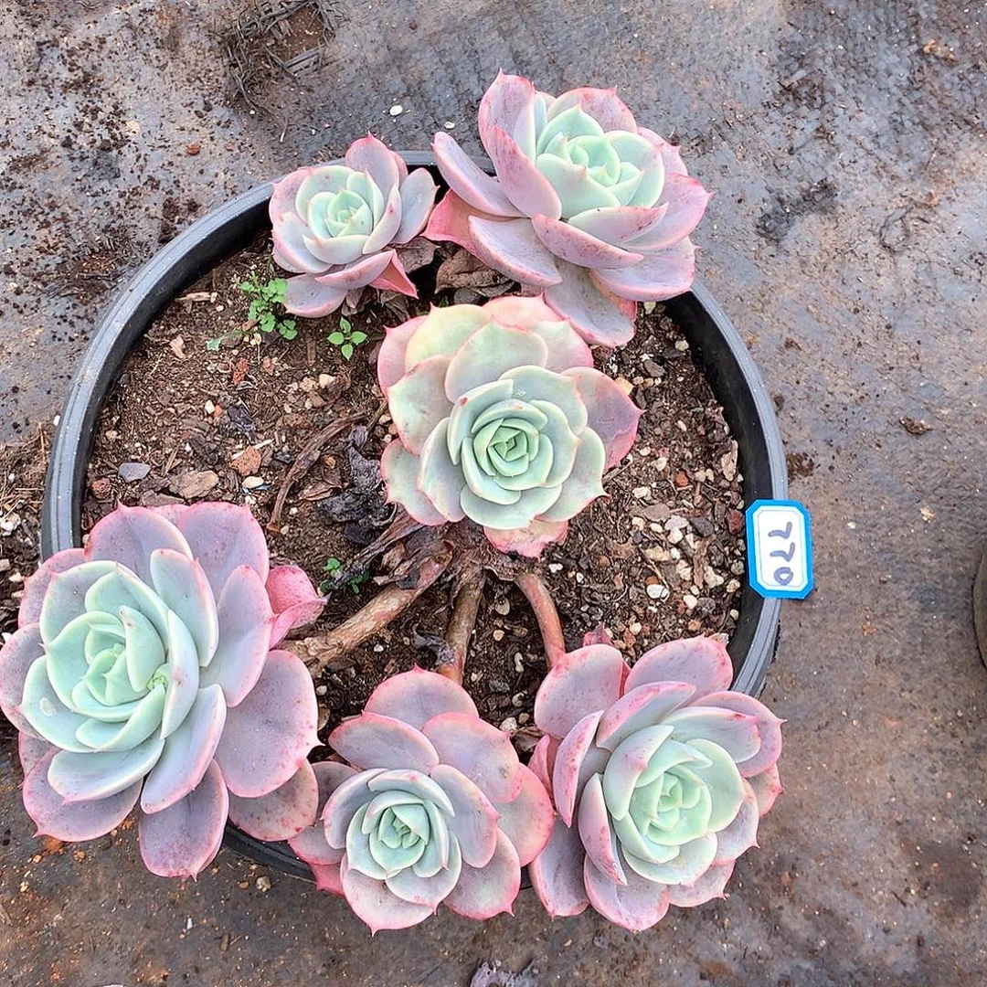 770苍鹭一物一拍多肉