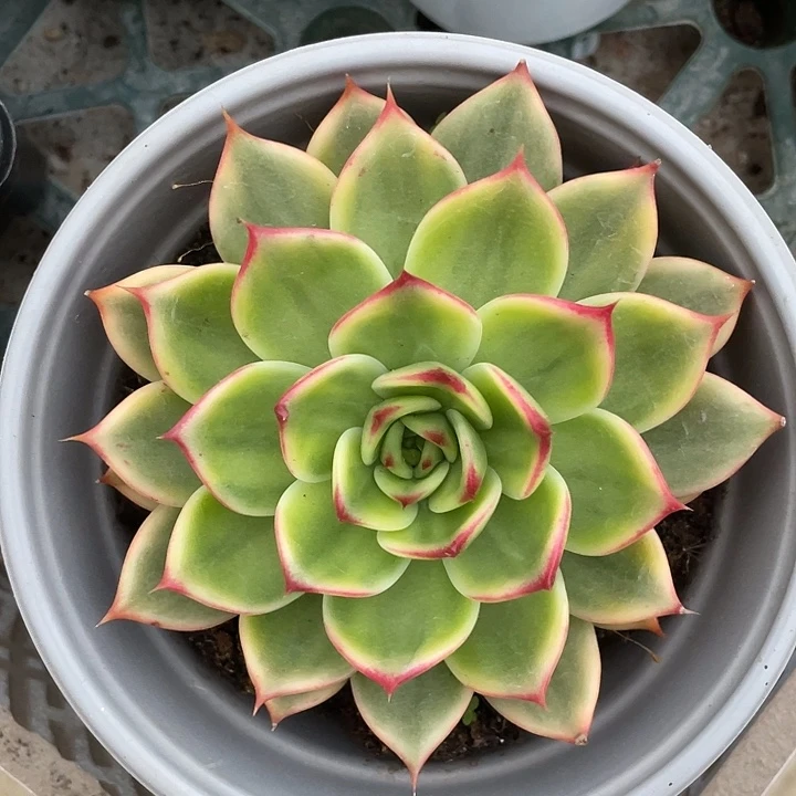 桃花锦一物一拍锦龙