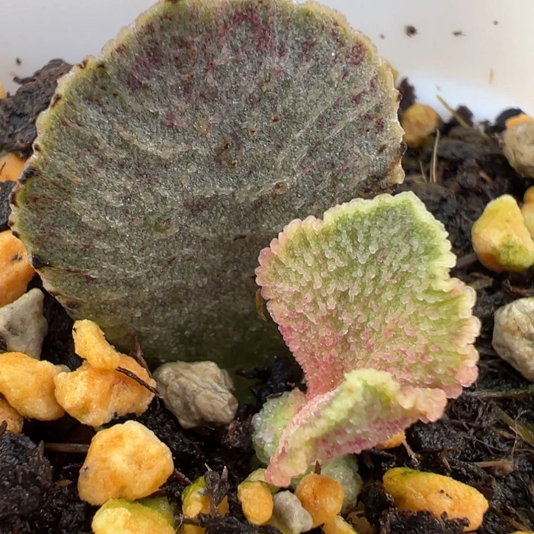 扇面血斑倒刺实生新品大苗