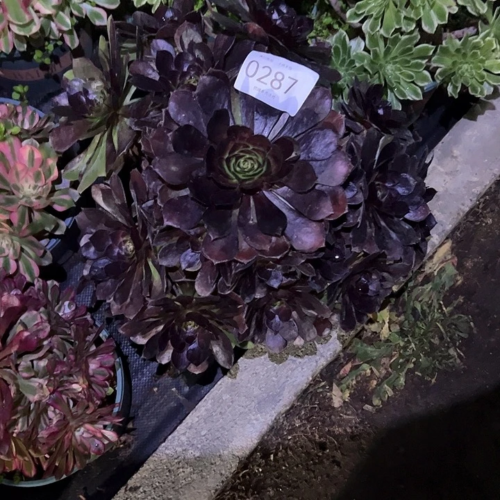 0287黑美人多肉植物