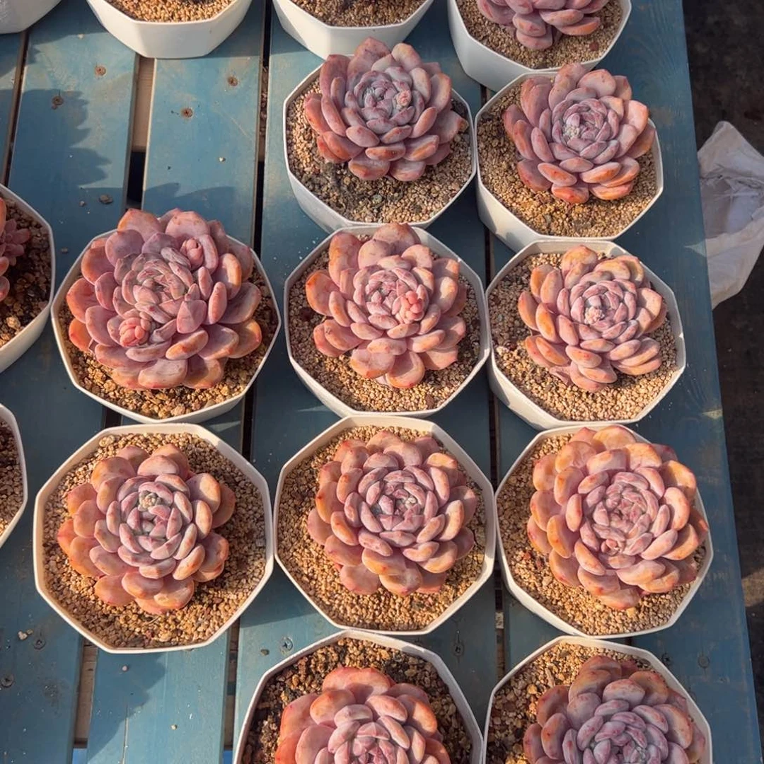 10个橙梦露老庄打包特价0000000