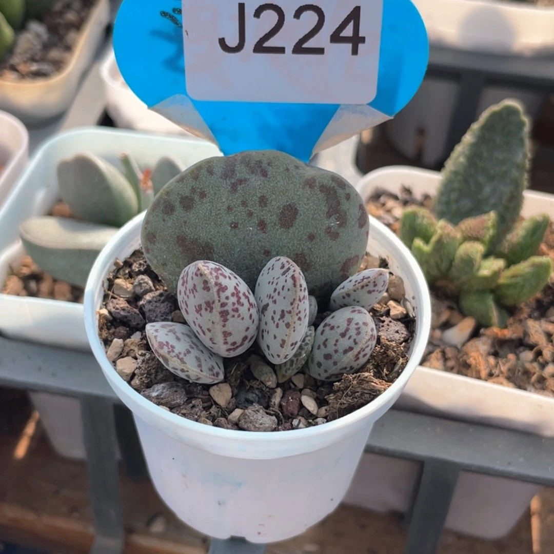 余****224。   花蛋。