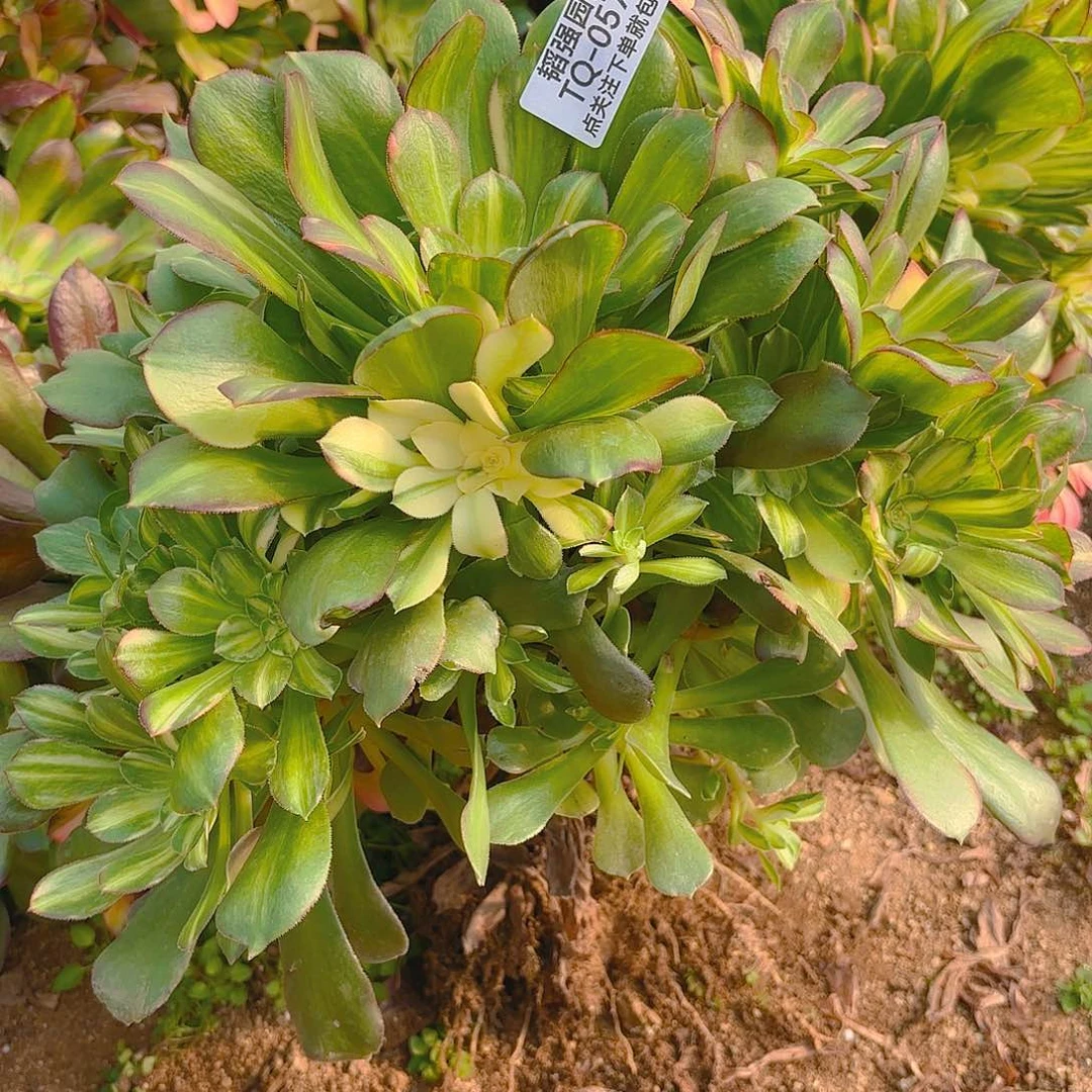 绍七彩多肉植物砍头群三号570