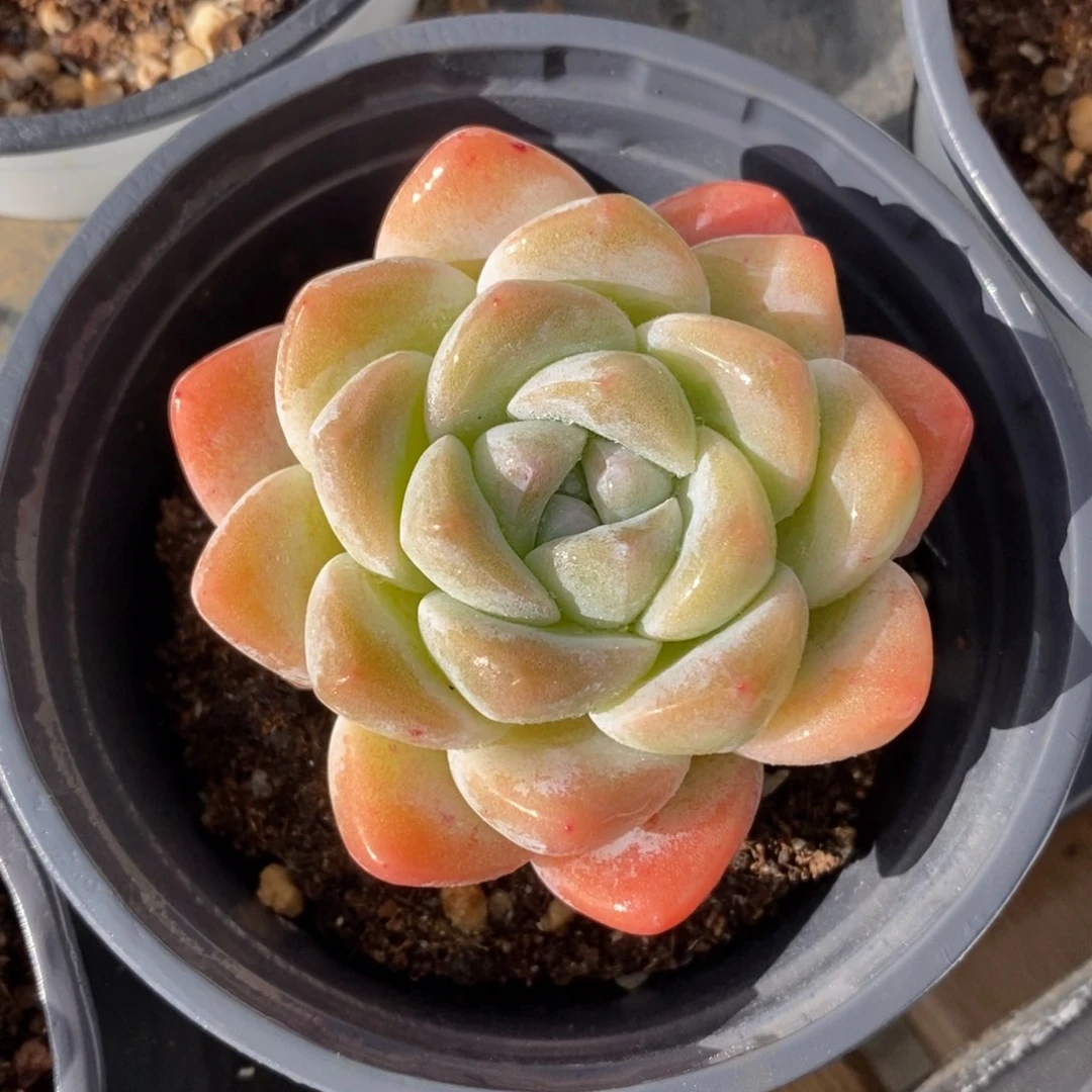 自助下单一物一拍多肉，下滑更多品种选择