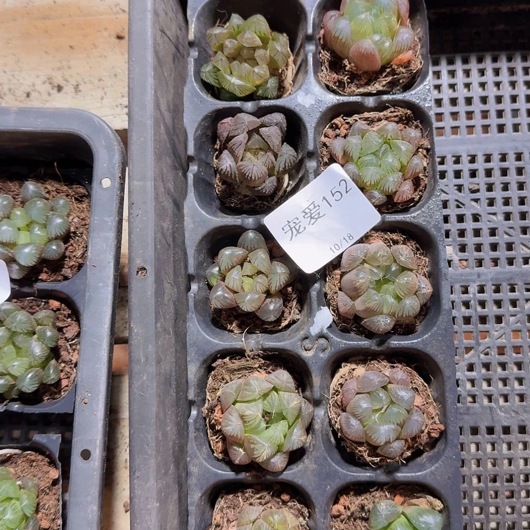 直播福利一物一拍152