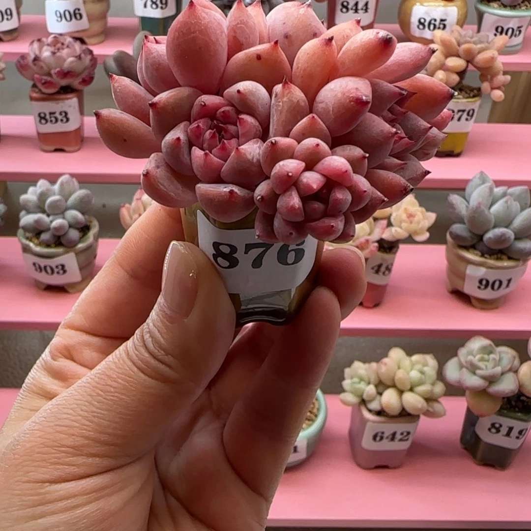 华****姐876霜花带盆土发货，满38包邮非偏远。