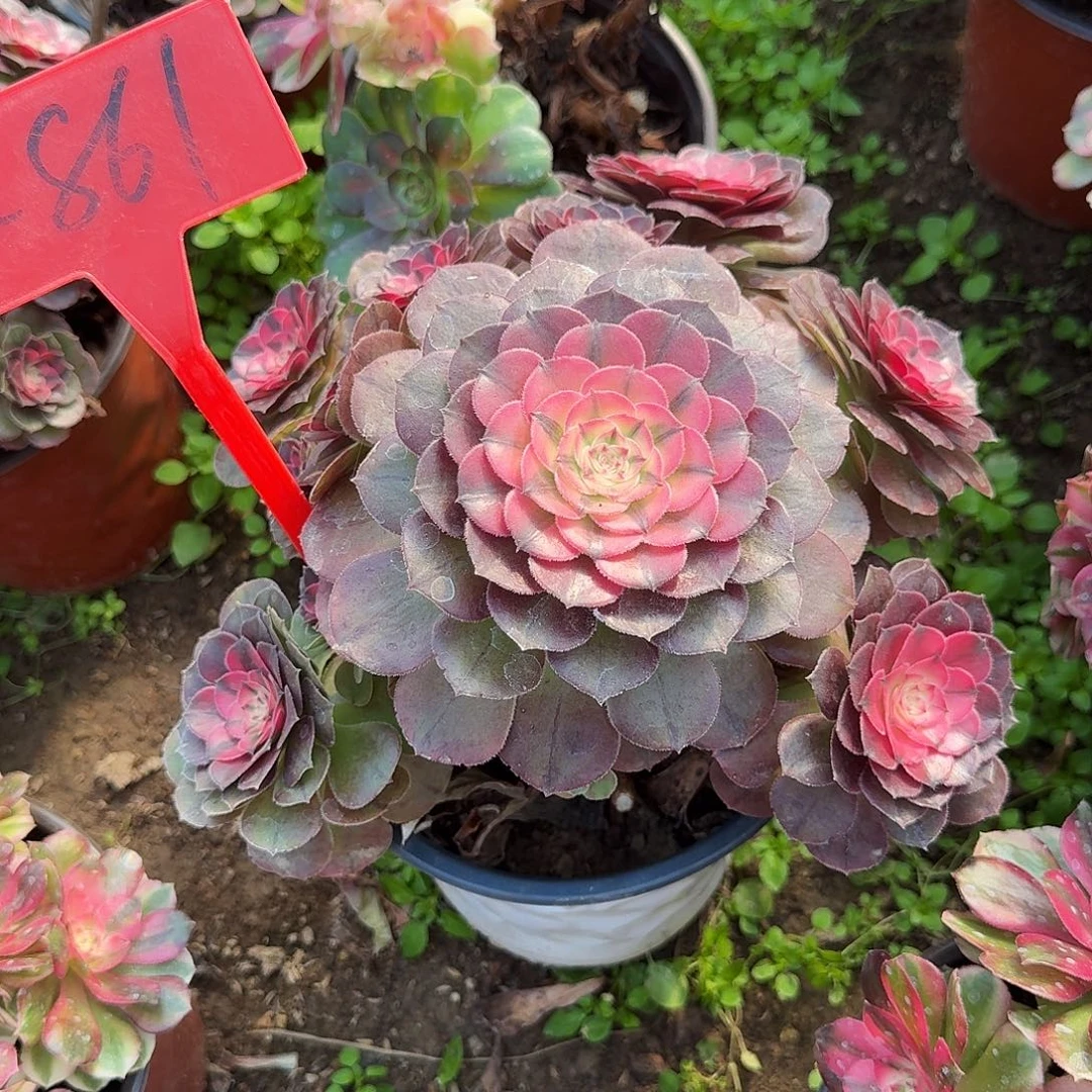 向***姐4-861荔枝有断枝的