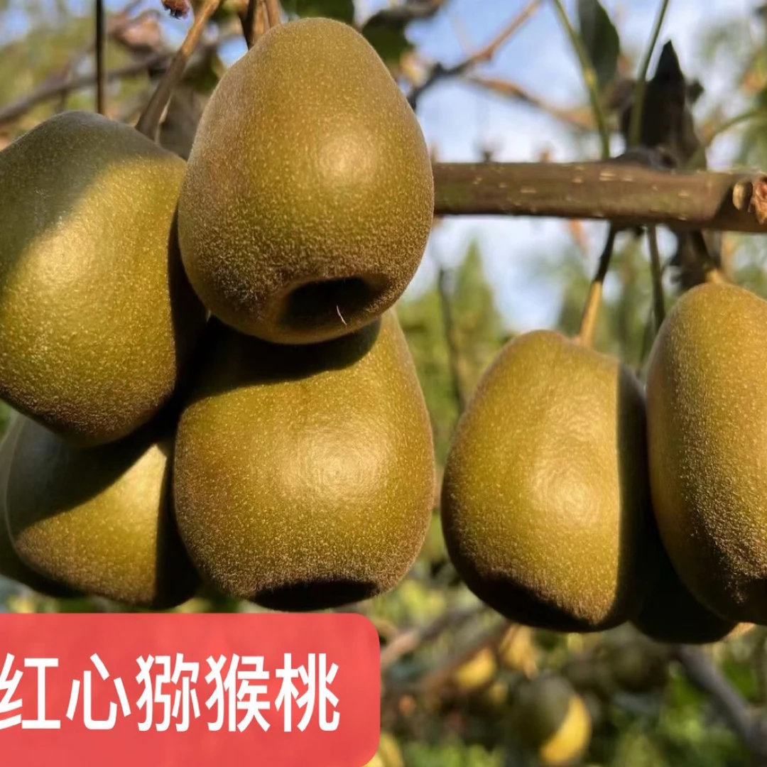 湖南怀化红心猕猴桃当季新鲜水果奇异果香甜可口