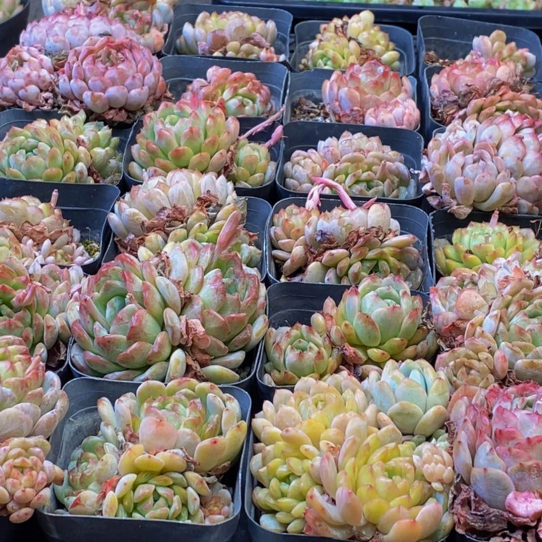 445多肉植物百科名片作译者