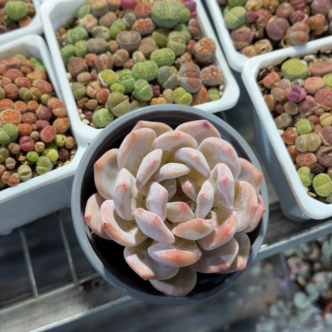 橙梦露多肉9㎝盆单头