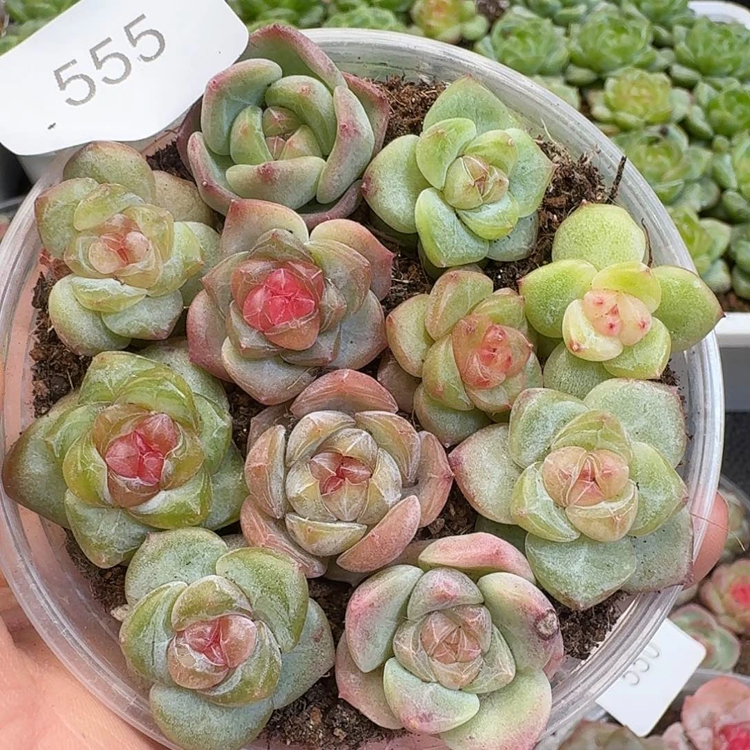 一物一拍一物一拍917-555