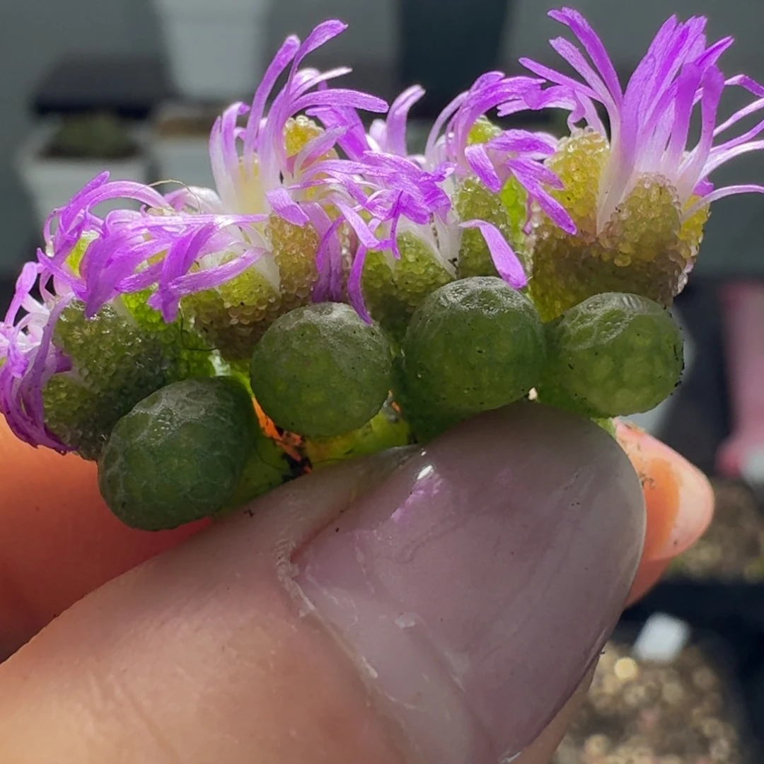 123四颗妖奇玉0000000000